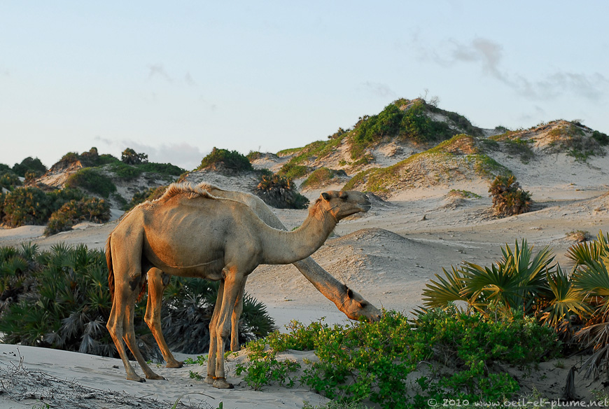 03 Lamu 2007