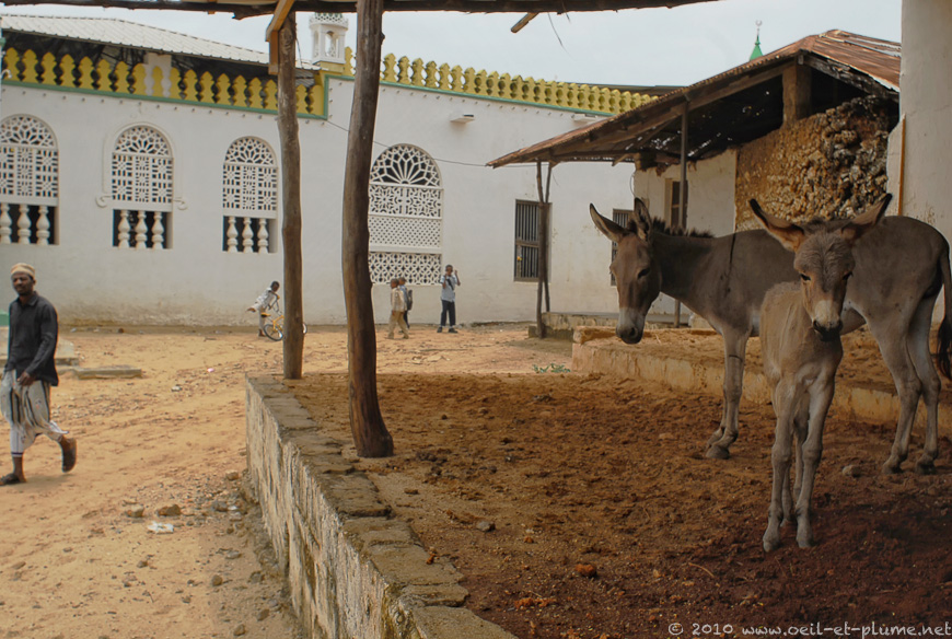 20 Lamu 2007
