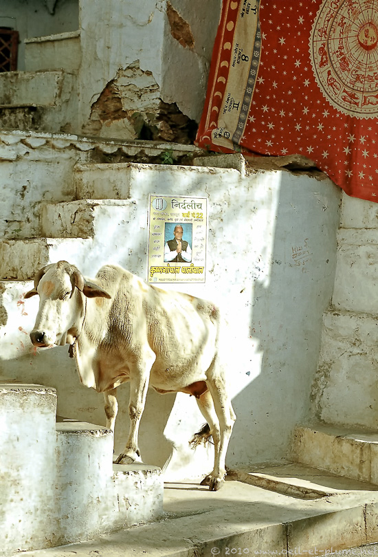 11 Inde du Sud 2006