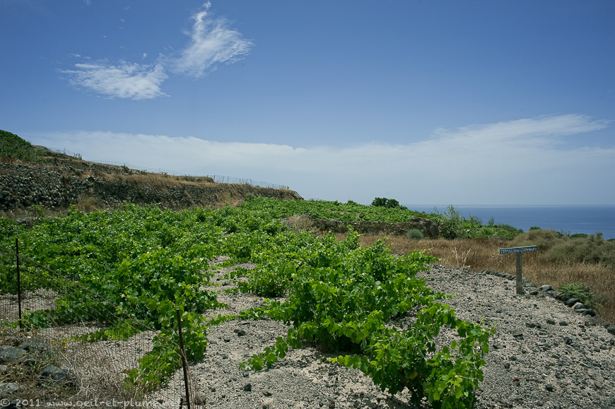 07 Petite soeur Santorin 2011